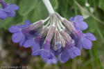 <i>Primula longipetiolata </i>