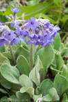 <i>Primula longipetiolata </i>