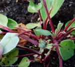 <i>Primula longipetiolata </i>