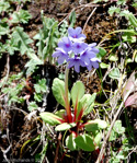 <i>Primula longipetiolata </i>