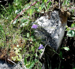 <i>Primula longipetiolata </i>