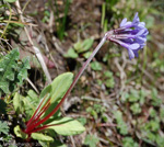 <i>Primula longipetiolata </i>