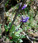 <i>Primula longipetiolata </i>