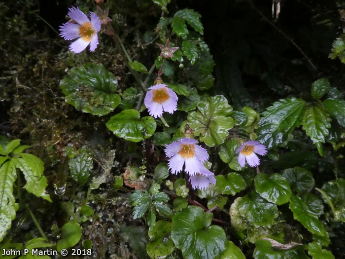 <i>Primula longistamina </i>