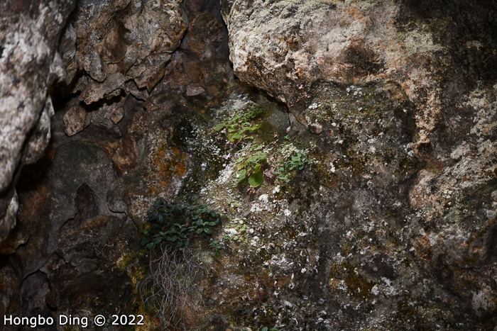 <i>Primula longistyla </i>