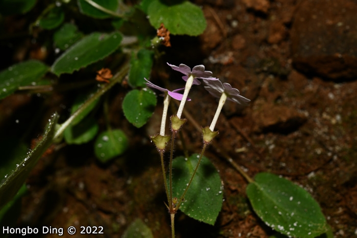 <i>Primula longistyla </i>