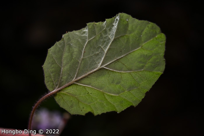 <i>Primula longistyla </i>