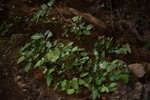 <i>Primula longistyla </i>
