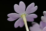 <i>Primula longistyla </i>