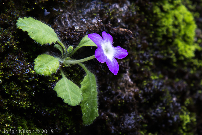 <i>Primula ludlowii </i>