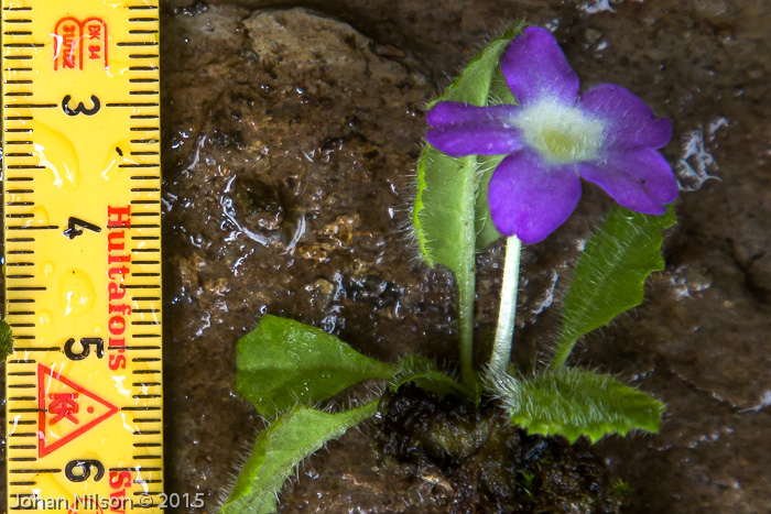 <i>Primula ludlowii </i>