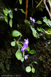 <i>Primula ludlowii </i>