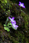 <i>Primula ludlowii </i>