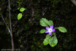 <i>Primula ludlowii </i>