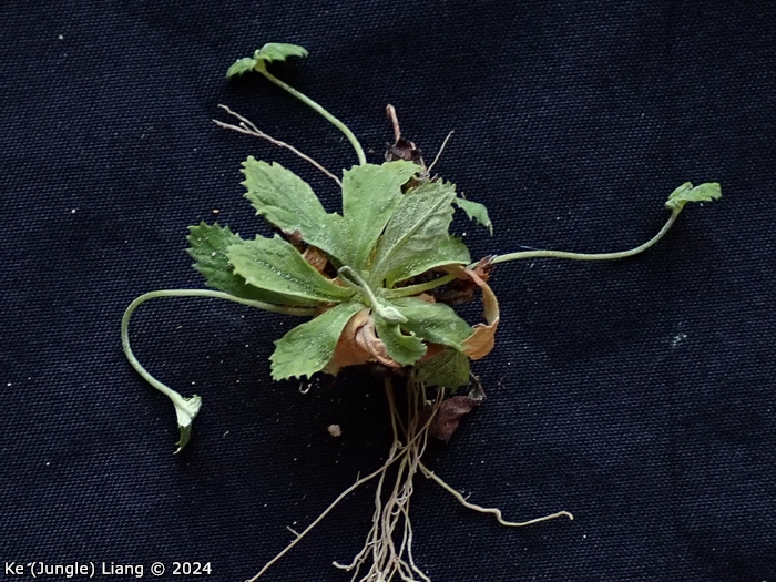<i>Primula luquanensis </i>