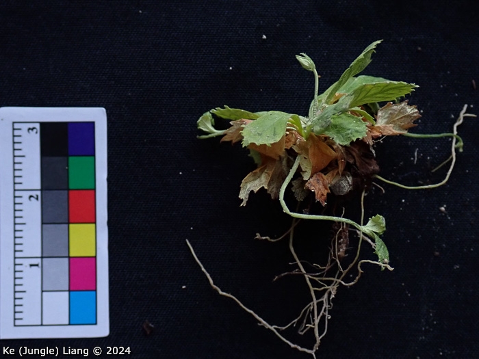 <i>Primula luquanensis </i>