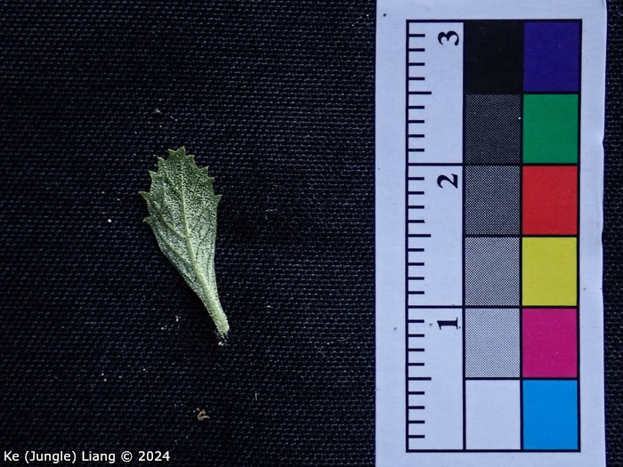 <i>Primula luquanensis </i>