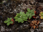 <i>Primula luquanensis </i>