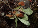 <i>Primula luquanensis </i>