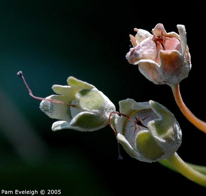 <i>Primula lutea </i>