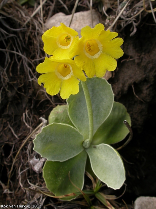 <i>Primula lutea </i>
