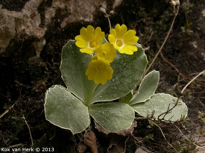 <i>Primula lutea </i>
