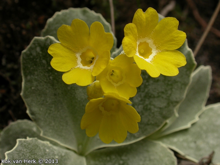 <i>Primula lutea </i>