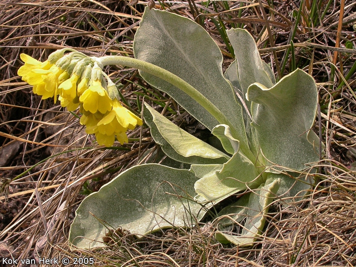 <i>Primula lutea </i>