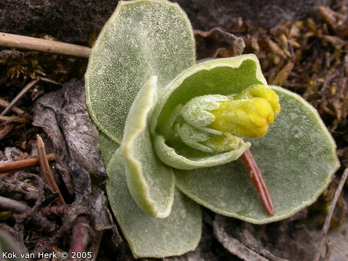 <i>Primula lutea </i>