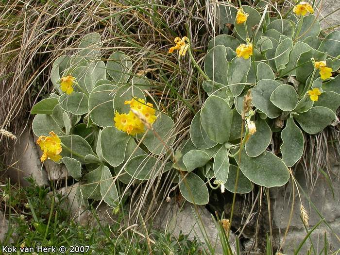 <i>Primula lutea </i>