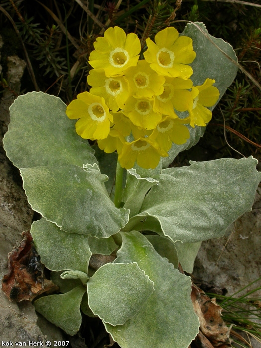 <i>Primula lutea </i>