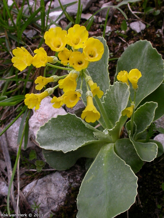<i>Primula lutea </i>