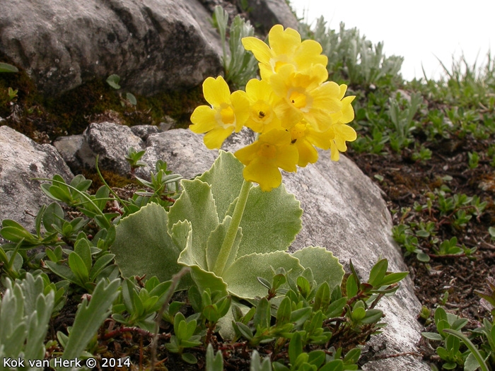 <i>Primula lutea </i>