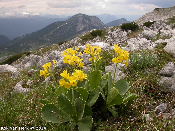 <i>Primula lutea </i>