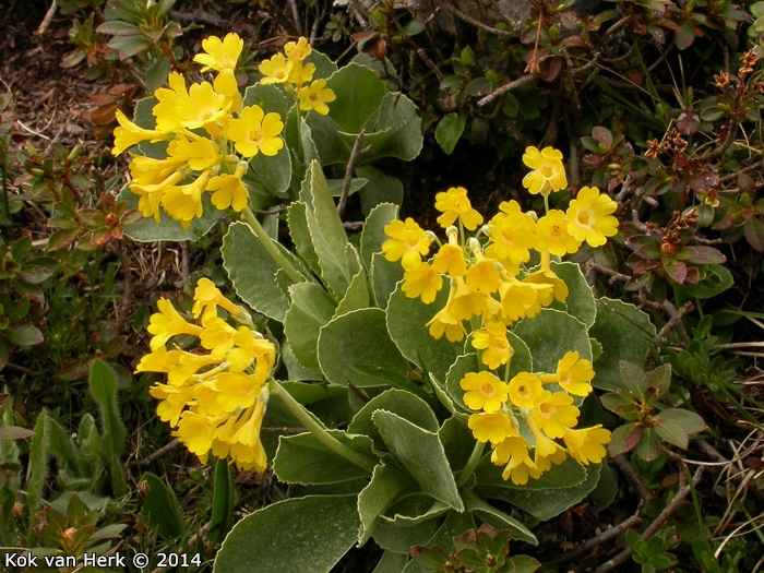 <i>Primula lutea </i>
