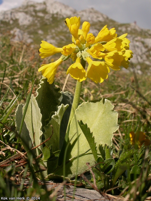 <i>Primula lutea </i>