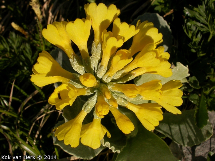 <i>Primula lutea </i>