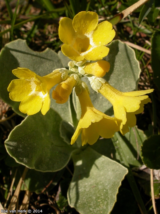 <i>Primula lutea </i>