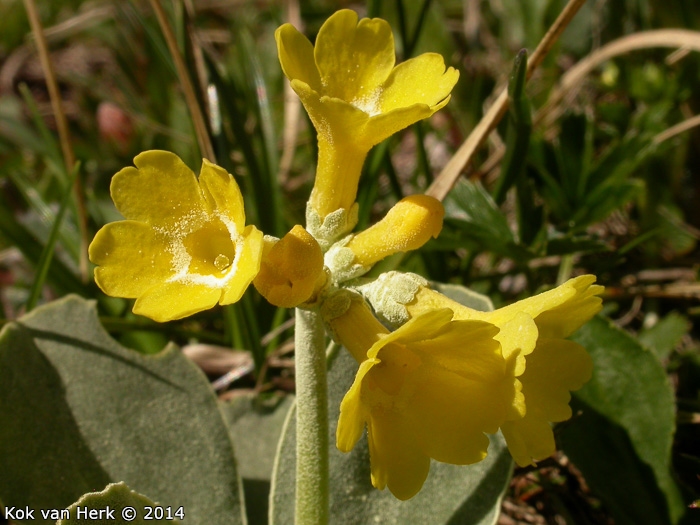 <i>Primula lutea </i>