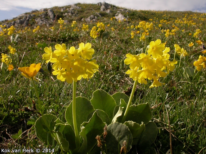 <i>Primula lutea </i>