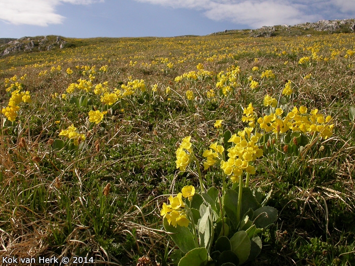 <i>Primula lutea </i>