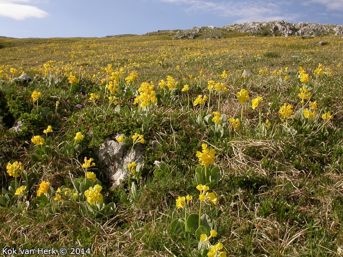 <i>Primula lutea </i>