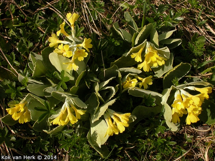 <i>Primula lutea </i>