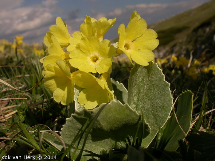 <i>Primula lutea </i>