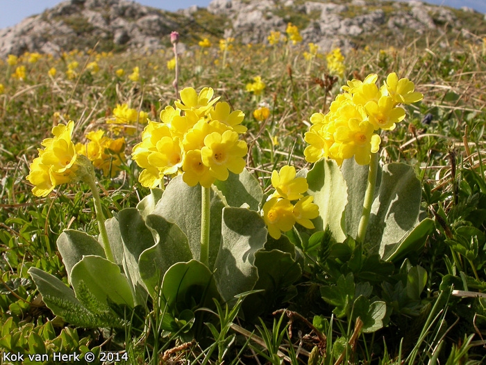 <i>Primula lutea </i>