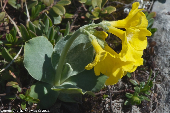 <i>Primula lutea </i>