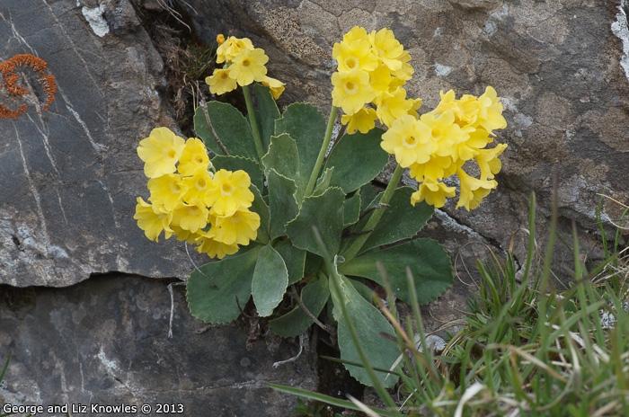 <i>Primula lutea </i>
