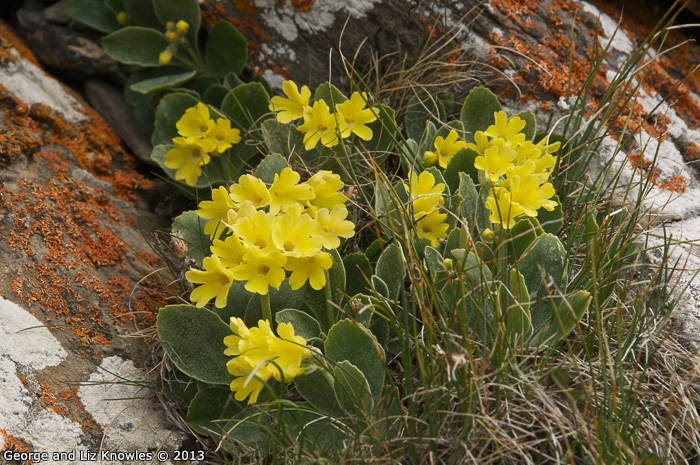 <i>Primula lutea </i>