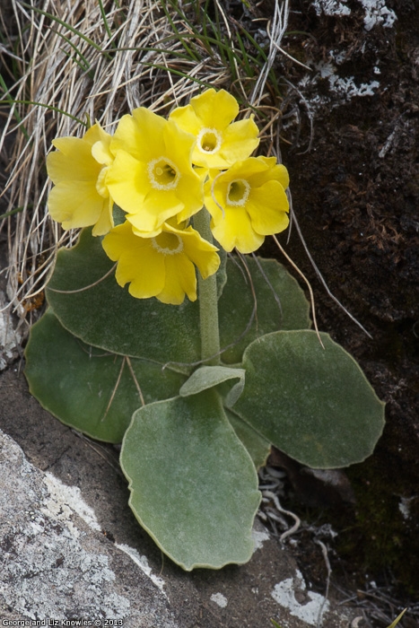 <i>Primula lutea </i>