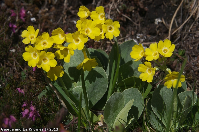 <i>Primula lutea </i>